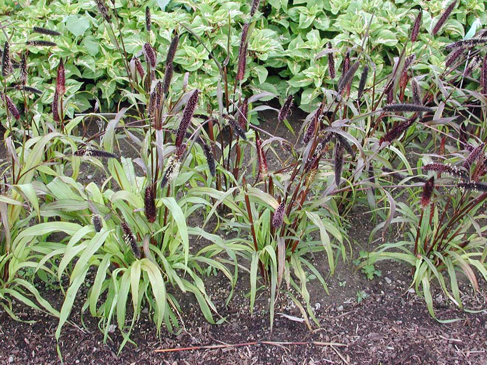 Cornell University Annual Flower Research at Bluegrass Lane